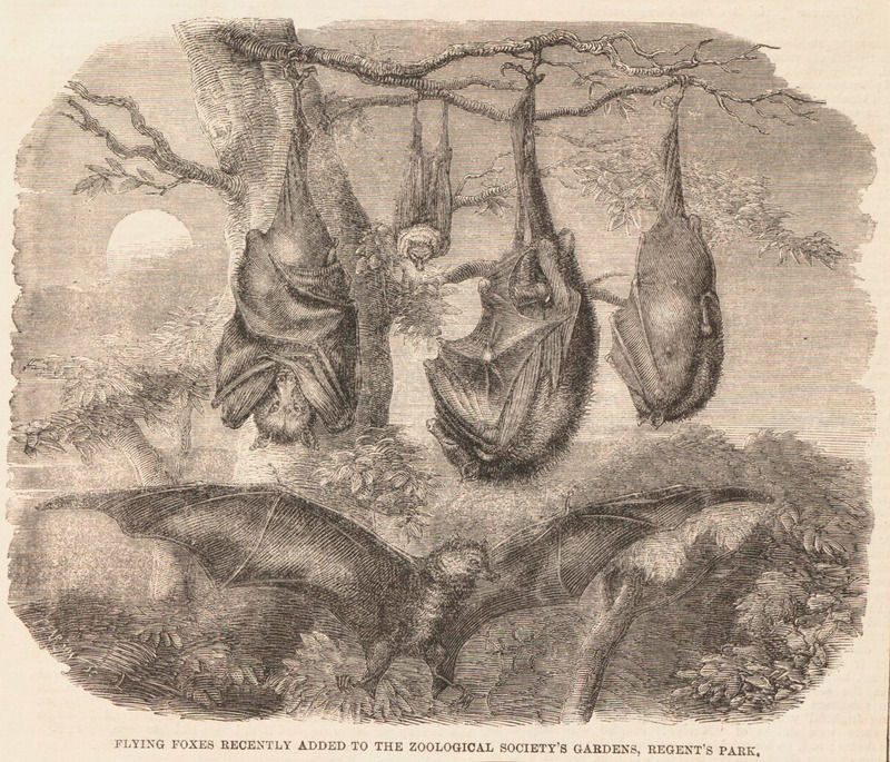 Pteropus edwardsii - 1700-1880 - Print - Iconographia Zoologica - Special Collections University of Amsterdam - UBA01 IZ20700015.Pteropus medius (Indian flying fox).jpg