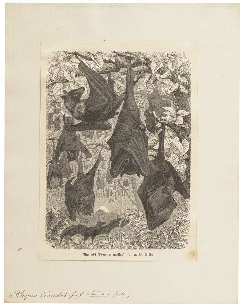 Pteropus edwardsii - 1700-1880 - Print - Iconographia Zoologica - Special Collections University of Amsterdam - UBA01 IZ20700013.Pteropus medius (Indian flying fox).jpg