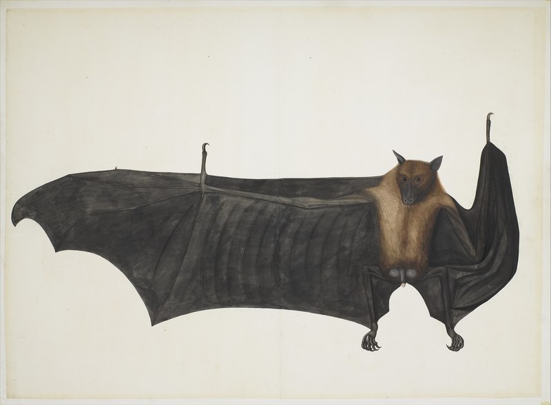 Great Indian Fruit Bat MET DP167067 - Pteropus medius (Indian flying fox).jpg