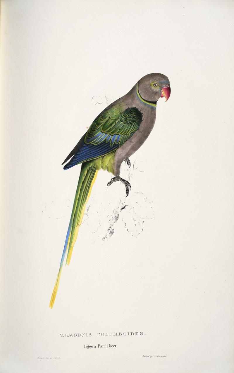 Psittacula columboides -Palaeornis columboides. Pigeon Parrakeet -by Edward Lear 1812-1888 - Psittacula columboides (blue-winged parakeet, Malabar parakeet).jpg