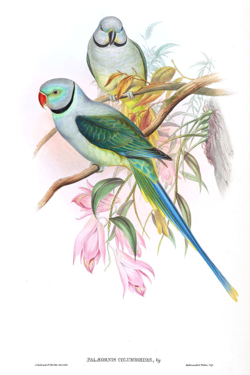PsittaculaColumboidesGould - Palaeornis columboides = Psittacula columboides (blue-winged parakeet, Malabar parakeet).jpg