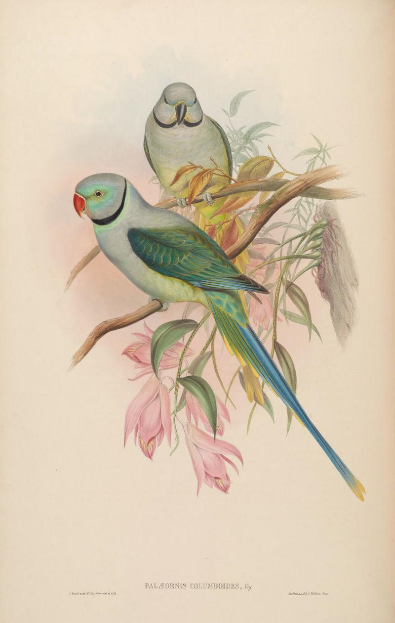 Birds.Asia.John.GoVIGoul 0036 - Palaeornis columboides = Psittacula columboides (blue-winged parakeet, Malabar parakeet).jpg