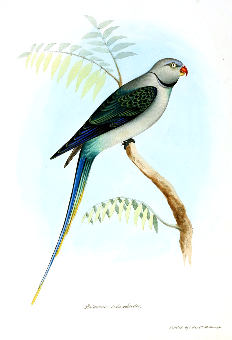 Paleornis.Columboides.Jerdon - Palaeornis columboides = Psittacula columboides (blue-winged parakeet, Malabar parakeet).jpg