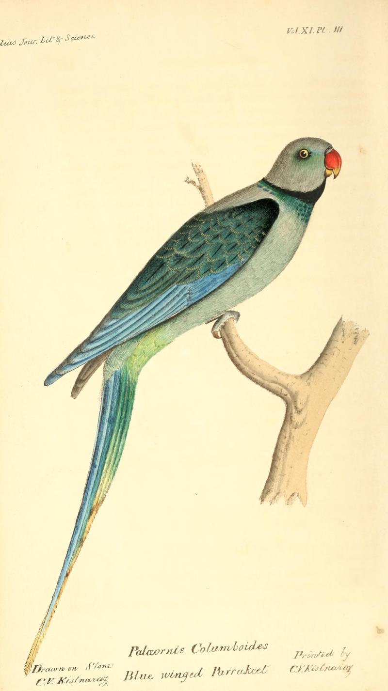 Catalogue of the birds of the peninsula of India (14752866664) - Palaeornis columboides = Psittacula columboides (blue-winged parakeet, Malabar parakeet).jpg