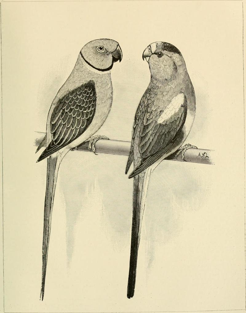Foreign birds for cage and aviary (1910) (14755269002) - Palaeornis peristerodes = Psittacula columboides (Malabar parakeet), Psephotellus varius (mulga parrot).jpg