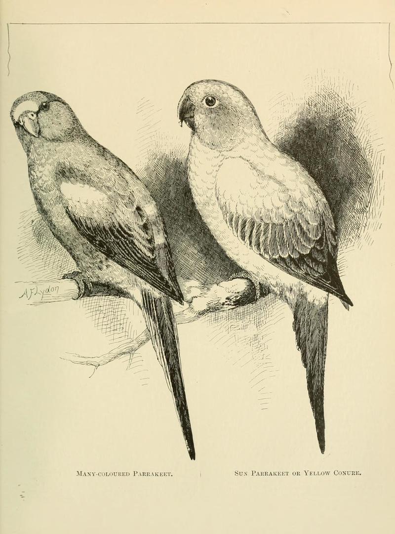 Foreign birds for cage and aviary (1910) (14732587746) - Psephotus multicolor = Psephotellus varius (mulga parrot), Conurus solstitialis = Aratinga solstitialis (sun parakeet).jpg