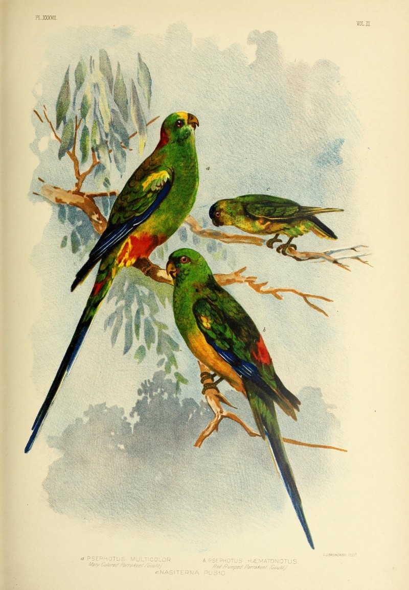 The birds of Australia (16679057309) - Psephotus multicolor = Psephotellus varius (mulga parrot), Psephotus haematonotus (red-rumped parrot), Nasiterna pusio = Micropsitta pusio (buff-faced pygmy parrot).jpg