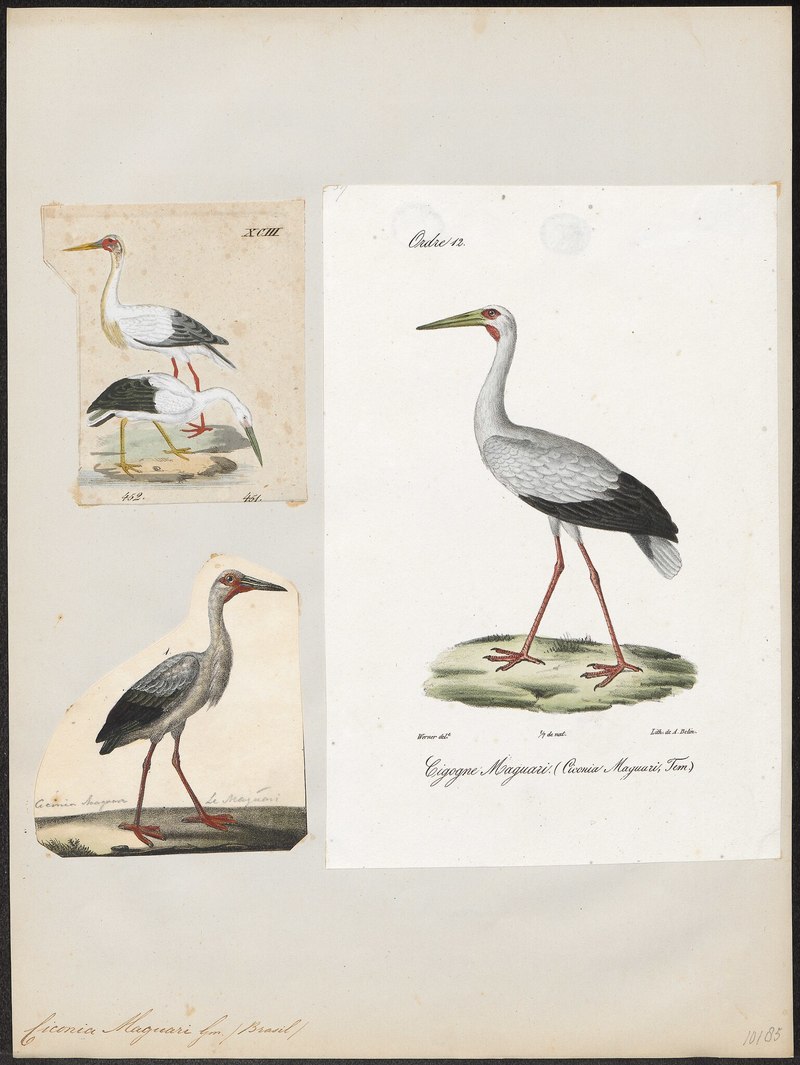 Ciconia maguari - 1700-1880 - Print - Iconographia Zoologica - Special Collections University of Amsterdam - UBA01 IZ17600029.Maguari.stork.jpg