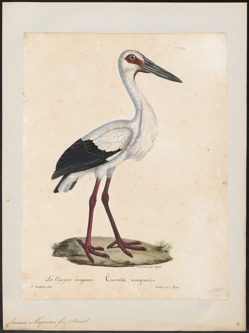 Ciconia maguari - 1825-1834 - Print - Iconographia Zoologica - Special Collections University of Amsterdam - UBA01 IZ17600031.maguari stork.jpg