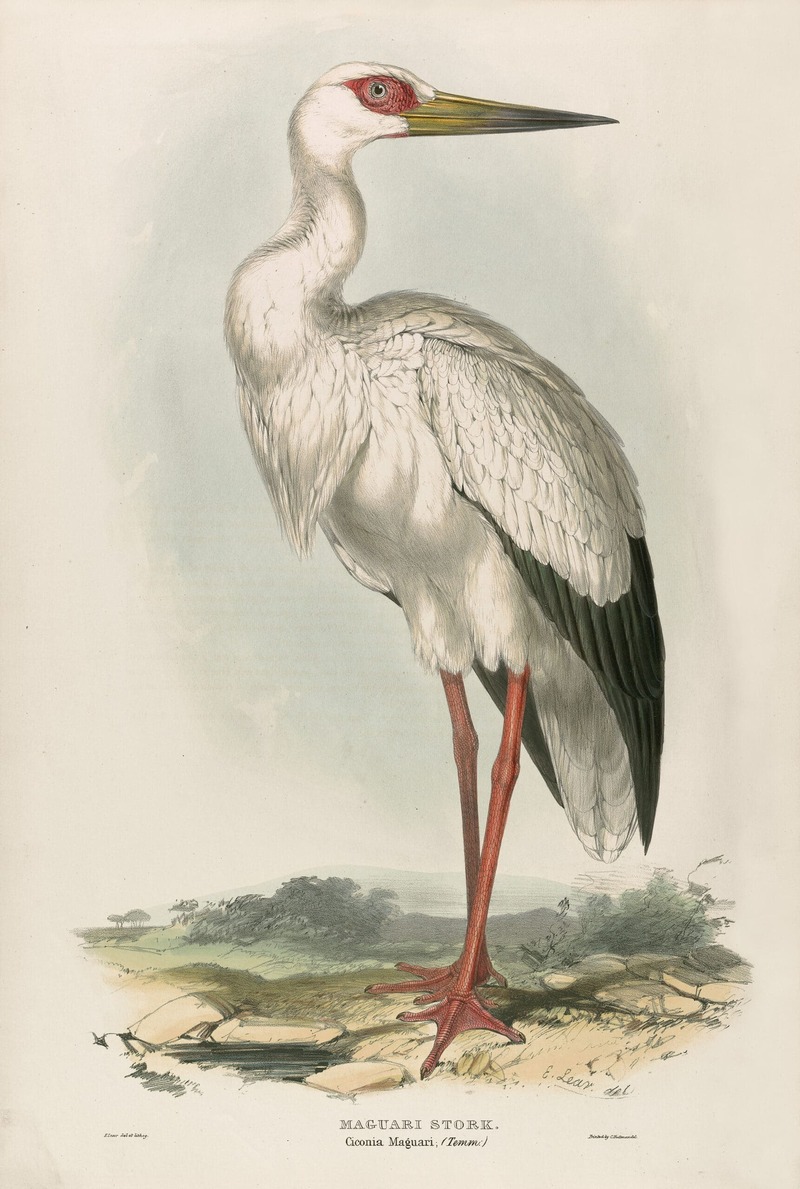 OFLEE-285-scaled - Ciconia maguari (maguari stork).jpg