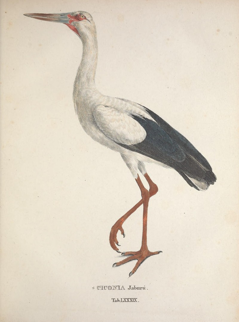 Avium Species Novae (8422860683) = Ciconia jaburu = Ciconia maguari (maguari stork).jpg