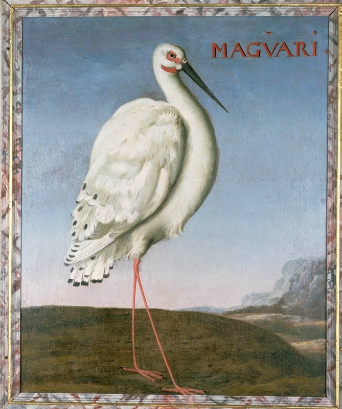 Hoflössnitz Eckhout 48br - Ciconia maguari (maguari stork).jpg