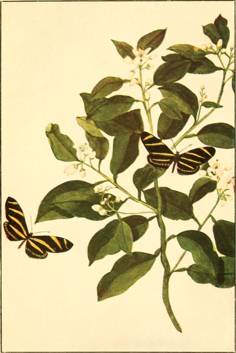 Butterflies worth knowing, by Clarence M. Weed. (1917) (20324563289) - Heliconius charitonius (Zebra Butterfly) = Heliconius charithonia (zebra longwing).jpg