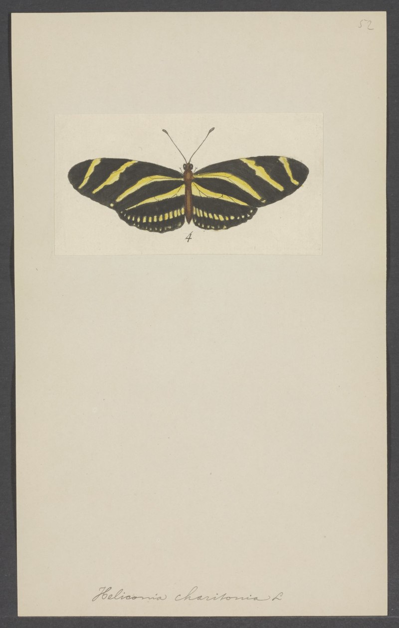 Heliconia - Print - Iconographia Zoologica - Special Collections University of Amsterdam - UBAINV0274 003 01 0020.Heliconia charitonia = Heliconius charithonia (zebra longwing).jpg