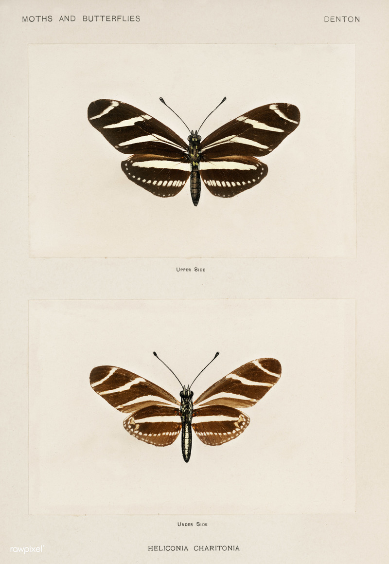 Illustration from Moths and Butterflies of the United States by Sherman F. Denton from rawpixel's own original plates 00040 - Heliconia charitonia = Heliconius charithonia (zebra longwing butterfly).jpg