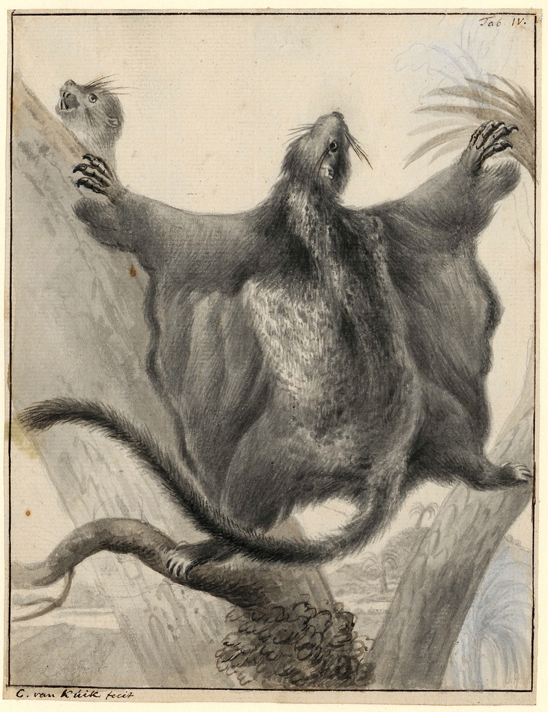 Pteromys volans - 1724-  - Print - Iconographia Zoologica - Special Collections University of Amsterdam - UBA01 IZA1000546.Siberian flying squirrel (cropped).jpg