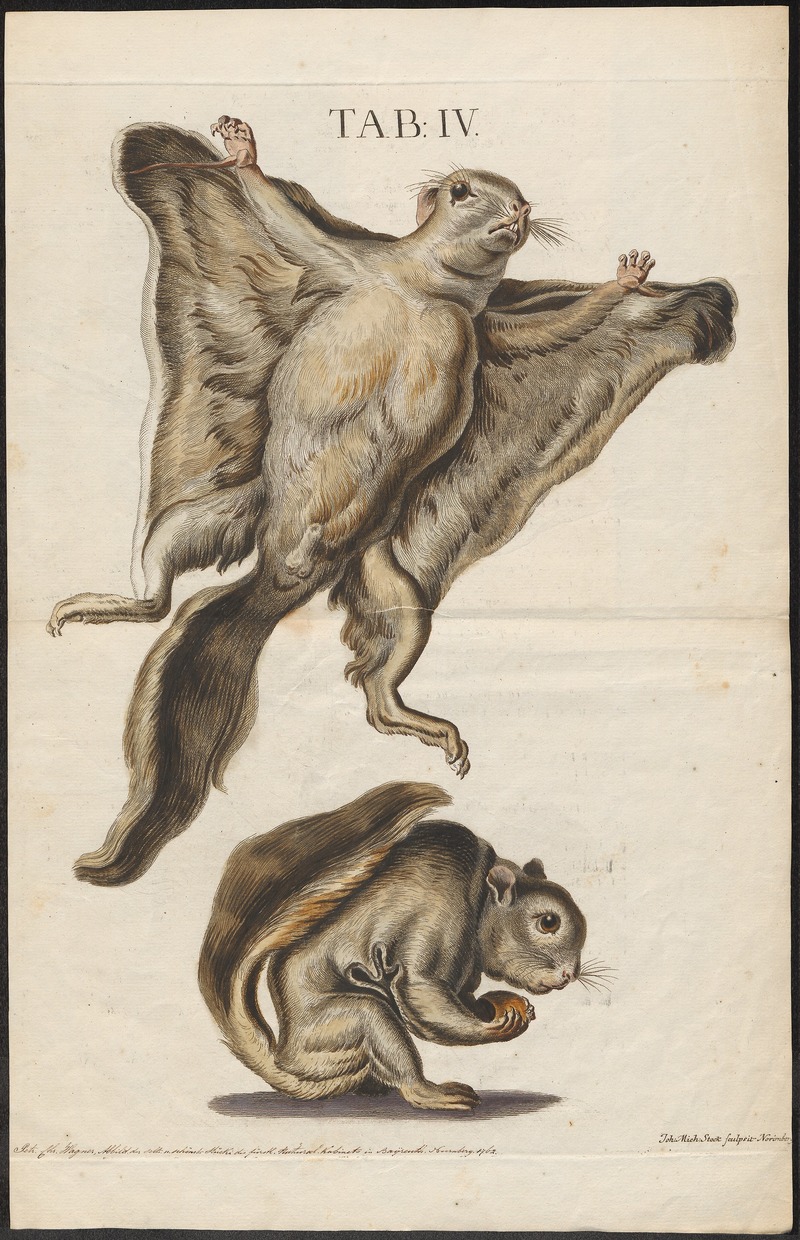 Pteromys volans - 1700-1880 - Print - Iconographia Zoologica - Special Collections University of Amsterdam - UBA01 IZ20400099.Siberian flying squirrel.jpg