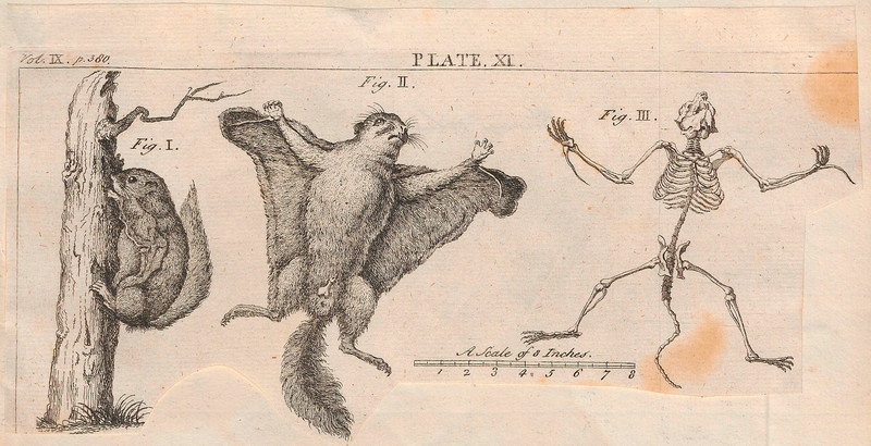 Pteromys volans - 1700-1880 - Print - Iconographia Zoologica - Special Collections University of Amsterdam - UBA01 IZ20400100.Siberian flying squirrel (cropped).jpg