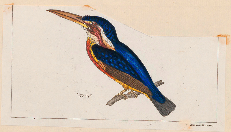 Alcedo verreauxi - 1820-1863 - Print - Iconographia Zoologica - Special Collections University of Amsterdam - UBA01 IZ16800203.Alcedo meninting (blue-eared kingfisher).jpg