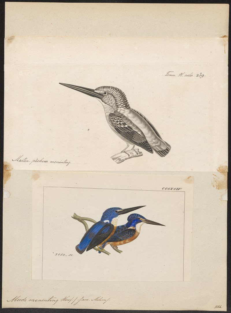 lossy-page1-2940px-Alcedo meningting - 1700-1880 - Print - Iconographia Zoologica - Special Collections University of Amsterdam - UBA01 IZ16800201.Alcedo meninting (blue-eared kingfisher).jpg