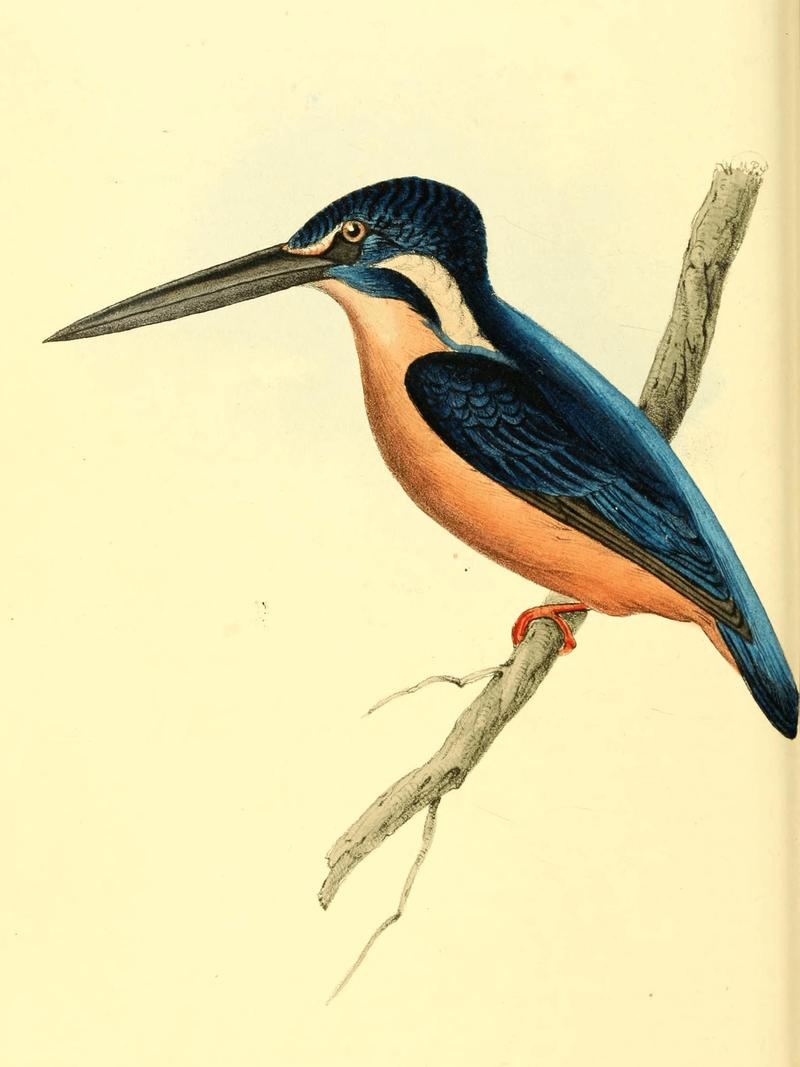 Zoological Illustrations Volume I Plate 50 - Alcedo asiatica = Alcedo meninting (blue-eared kingfisher).jpg
