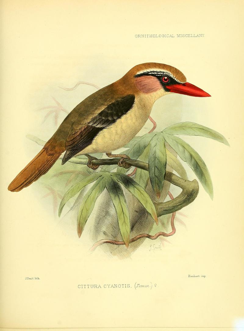 ornithologicalmi03rowl 0189 - Ornithological miscellany - Cittura cyanotis (Sulawesi lilac kingfisher).jpg