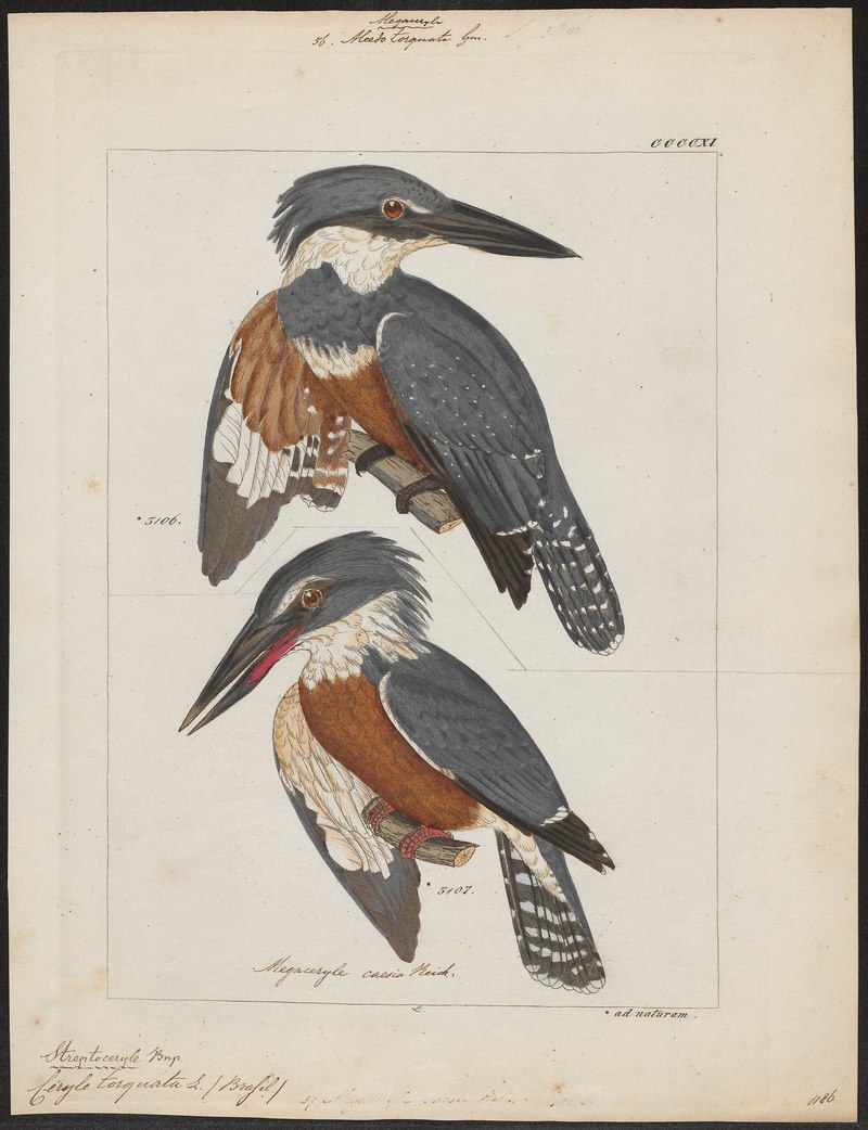 Ceryle torquata - 1820-1863 - Print - Iconographia Zoologica - Special Collections University of Amsterdam - UBA01 IZ16800257.Megaceryle torquata (ringed kingfisher).jpg