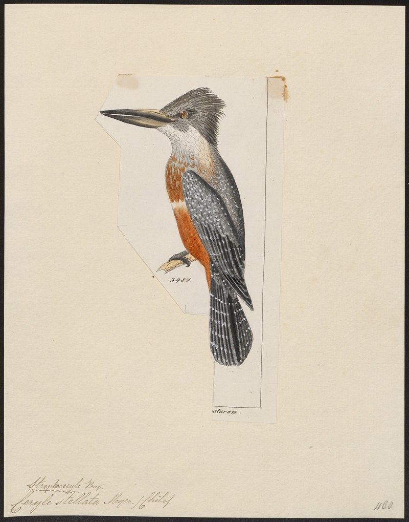 Ceryle stellata - 1820-1863 - Print - Iconographia Zoologica - Special Collections University of Amsterdam - UBA01 IZ16800267.Megaceryle torquata stellata (ringed kingfisher).jpg