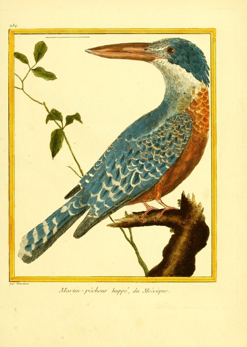 Planches enluminées d'histoire naturelle (9932716675) - Megaceryle torquata (ringed kingfisher).jpg