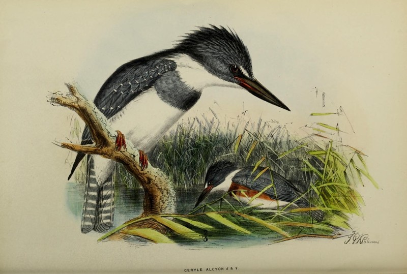 A monograph of the Alcedinidae (19210661484) - Ceryle alcyon = Megaceryle alcyon (belted kingfisher).jpg