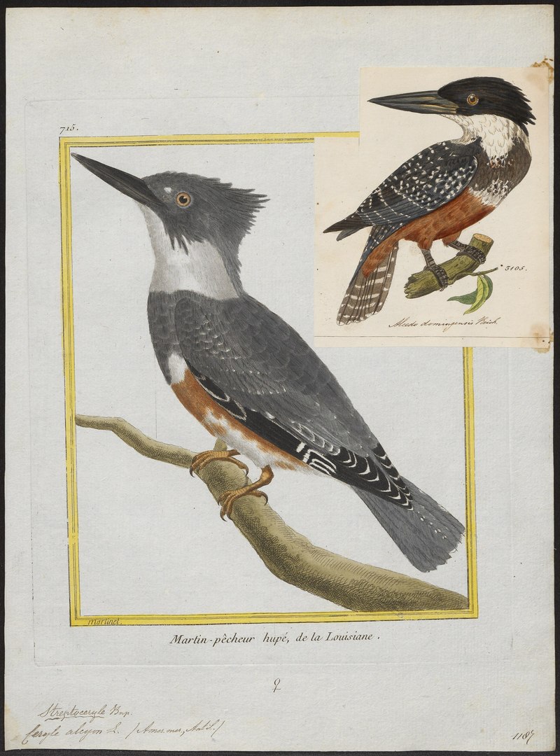 Ceryle alcyon - 1700-1880 - Print - Iconographia Zoologica - Special Collections University of Amsterdam - UBA01 IZ16800261.Megaceryle alcyon (belted kingfisher).jpg
