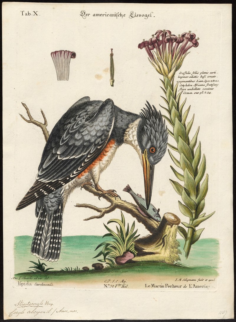 Ceryle alcyon - 1700-1880 - Print - Iconographia Zoologica - Special Collections University of Amsterdam - UBA01 IZ16800263.Megaceryle alcyon (belted kingfisher).jpg