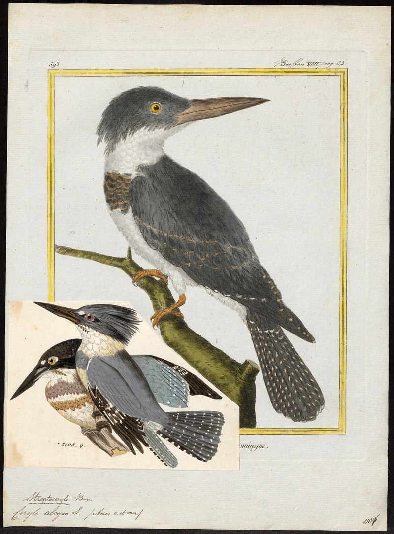 Ceryle alcyon - 1700-1880 - Print - Iconographia Zoologica - Special Collections University of Amsterdam - UBA01 IZ16800259.Megaceryle alcyon (belted kingfisher).jpg