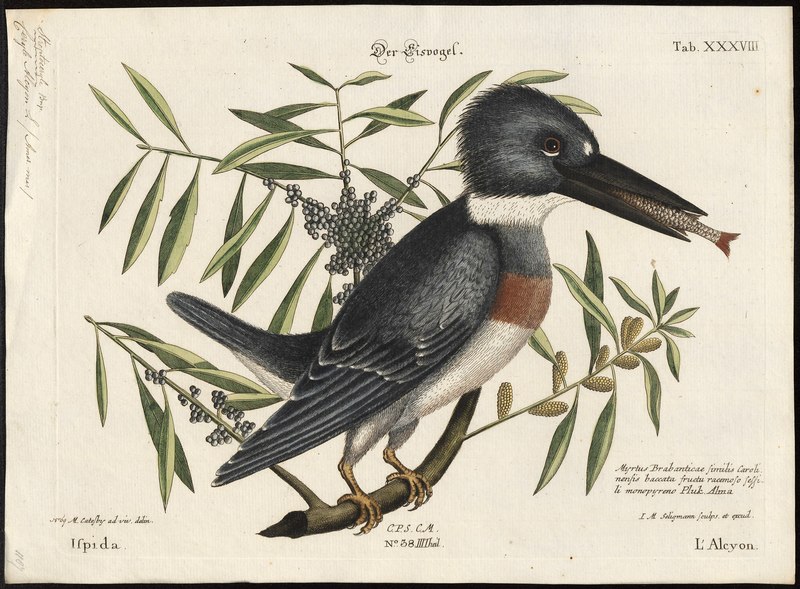 Ceryle alcyon - 1700-1880 - Print - Iconographia Zoologica - Special Collections University of Amsterdam - UBA01 IZ16800265.Megaceryle alcyon (belted kingfisher).jpg