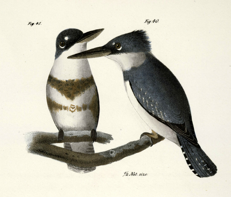 40, 41. The Belted Kingfisher (Alcedo alcyon) (NYPL b14505696-113561).jpg