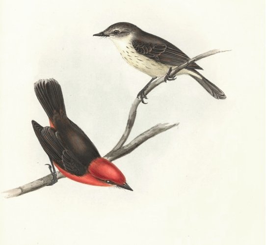 Pyrocephalus rubinus nanus - Darwin's flycatcher.jpg