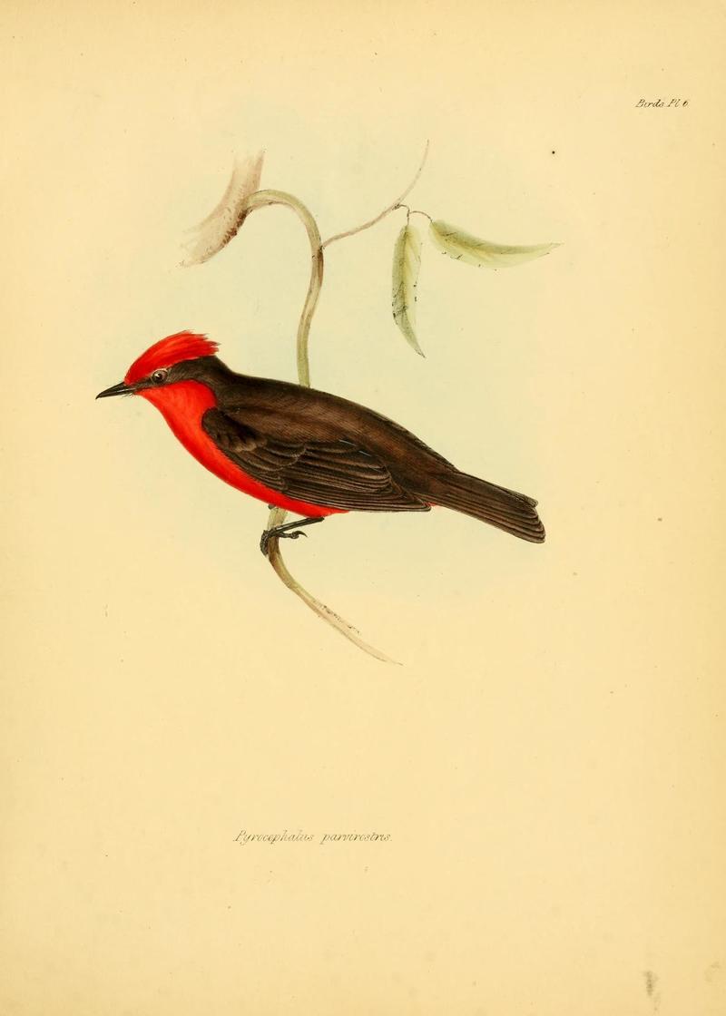 Pyrocephalus Parvirostris Darwin - Pyrocephalus parvirostris = Pyrocephalus rubinus (scarlet flycatcher).jpg