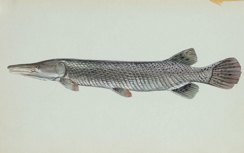 Alligator gar fish - Atractosteus spatula.jpg