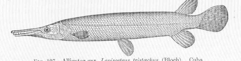 FMIB 51734 Alligator-gar, Lepisosteus tristaechus (Bluch) Cuba - Atractosteus spatula.jpeg