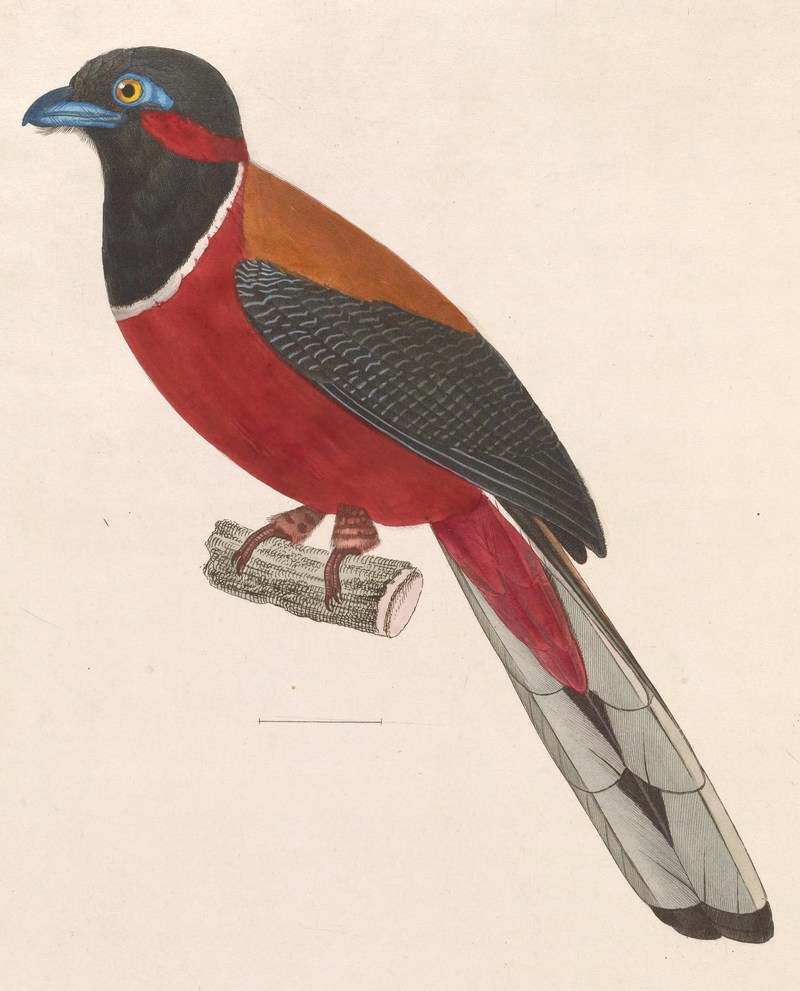 Harpactes fasciatus 1838 - Trogon fasciatus = Harpactes fasciatus (Malabar trogon).jpg