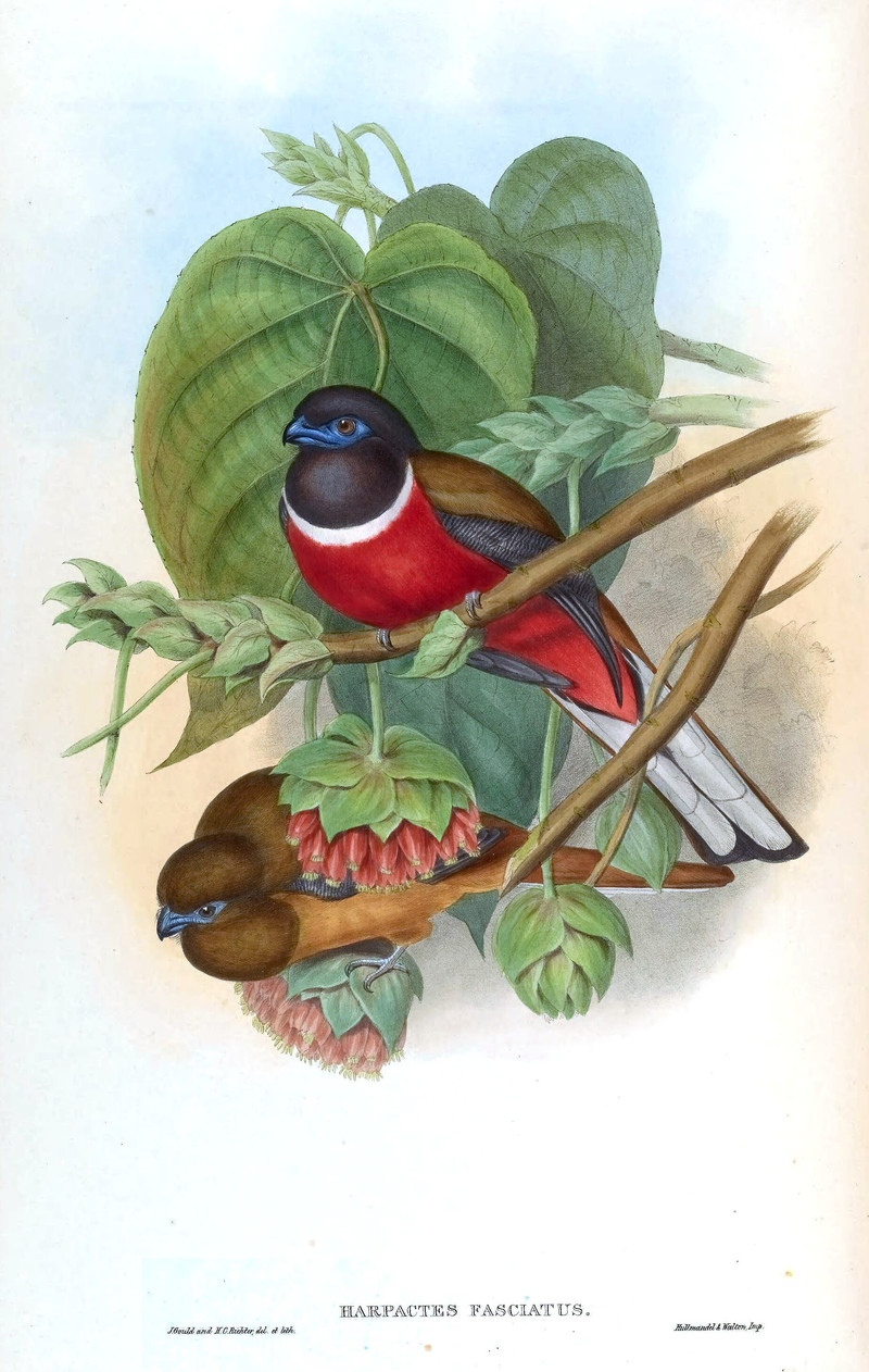 Malabar.Trogon.John.Gould - Harpactes fasciatus (Malabar trogon).jpg