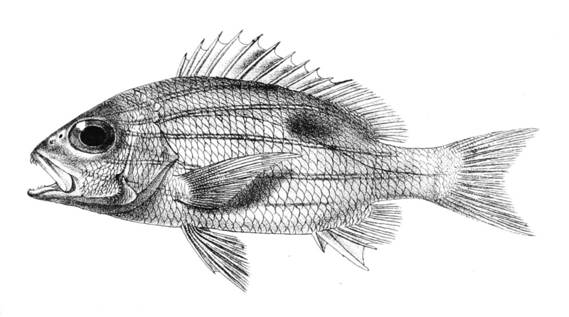 Lutianus quinquelinearis Ford 14 - Lutjanus quinquelineatus (five-lined snapper).jpg