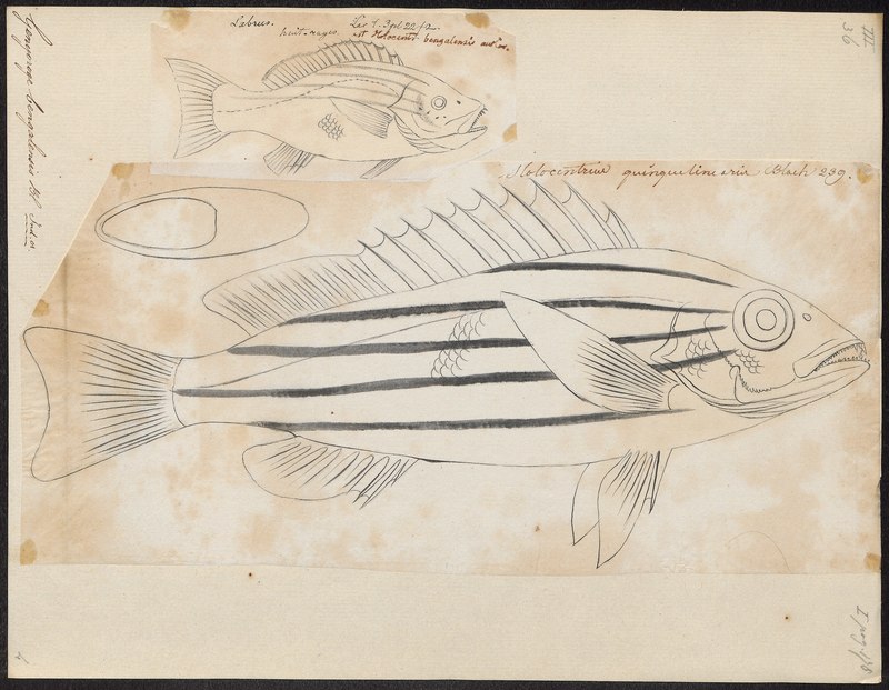 Genyoroge bengalensis - 1774-1804 - Print - Iconographia Zoologica - Special Collections University of Amsterdam - UBA01 IZ12900275.Lutjanus quinquelineatus (five-lined snapper).jpg