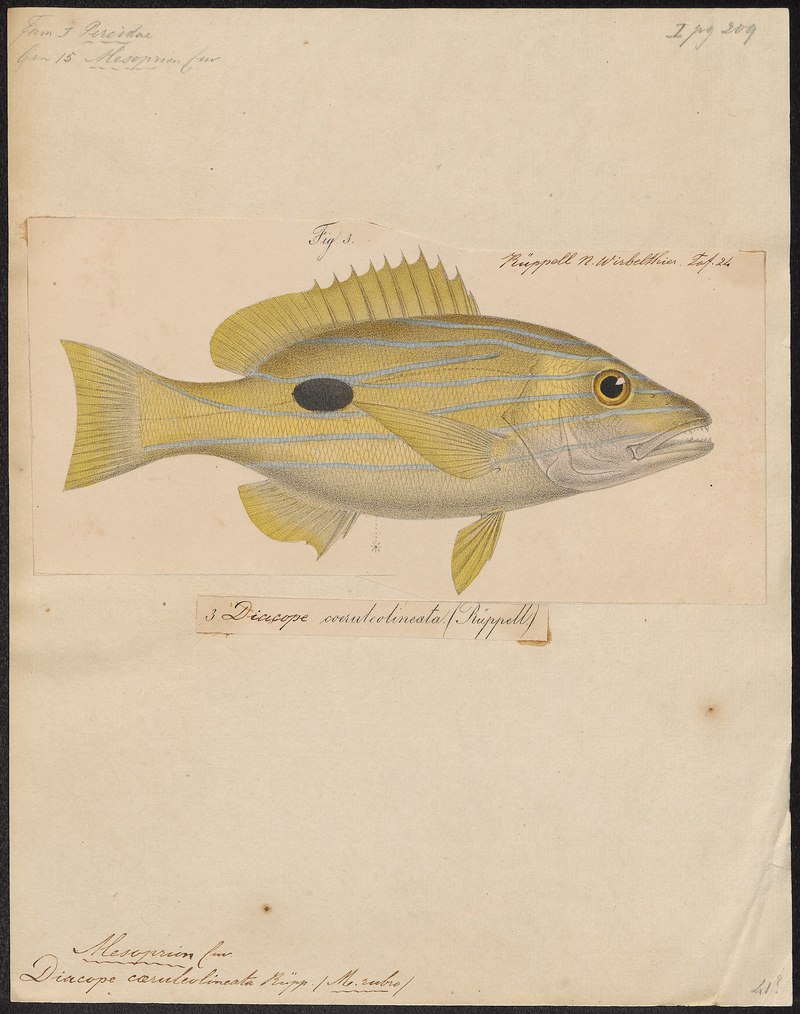 Mesoprion quinquelineatus - 1835 - Print - Iconographia Zoologica - Special Collections University of Amsterdam - UBA01 IZ12900335.Lutjanus quinquelineatus (five-lined snapper).jpg