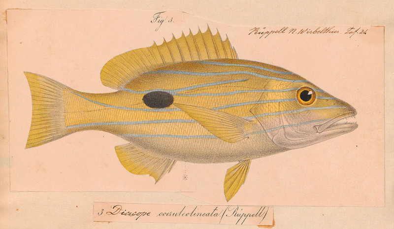 Mesoprion quinquelineatus - 1835 - Print - Iconographia Zoologica - Special Collections University of Amsterdam - UBA01 IZ12900335.Lutjanus quinquelineatus (five-lined snapper)-cropped.jpg