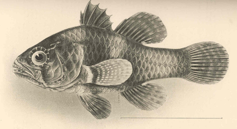 FMIB 42447 Apogonichthys waikiki Jordan & Evermann Type - Apogonichthys perdix, Perdix cardinalfish.jpg