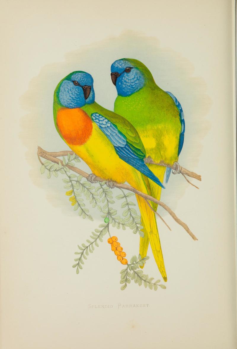 Parrots in captivity (Vol. 1. PL. 19) Splendid Parrakeet (BHL41557237) - scarlet-chested parrot (Neophema splendida).jpg