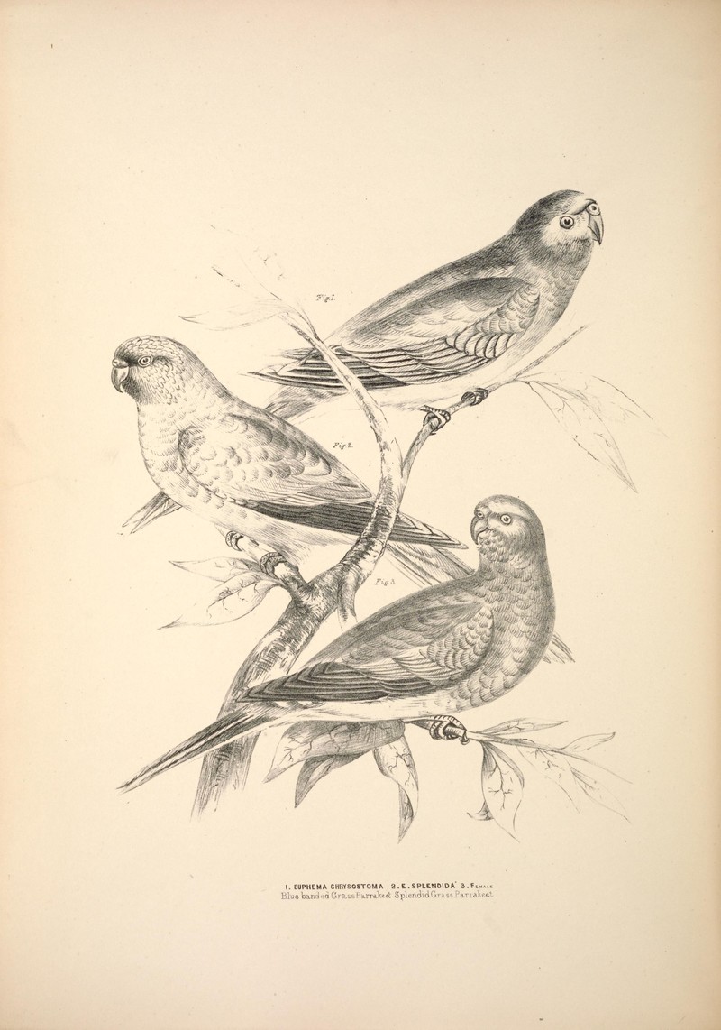 Companion to Gould's Handbook; or, Synopsis of the birds of Australia (Plate 51) (6797540242).jpg