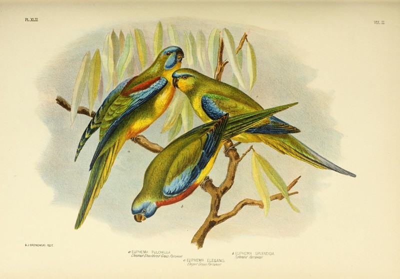 The birds of Australia (16245239283).jpg