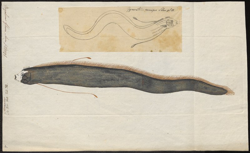 Regalecus glesne - 1700-1880 - Print - Iconographia Zoologica - Special Collections University of Amsterdam - UBA01 IZ13700021.Regalecus remipes.jpg
